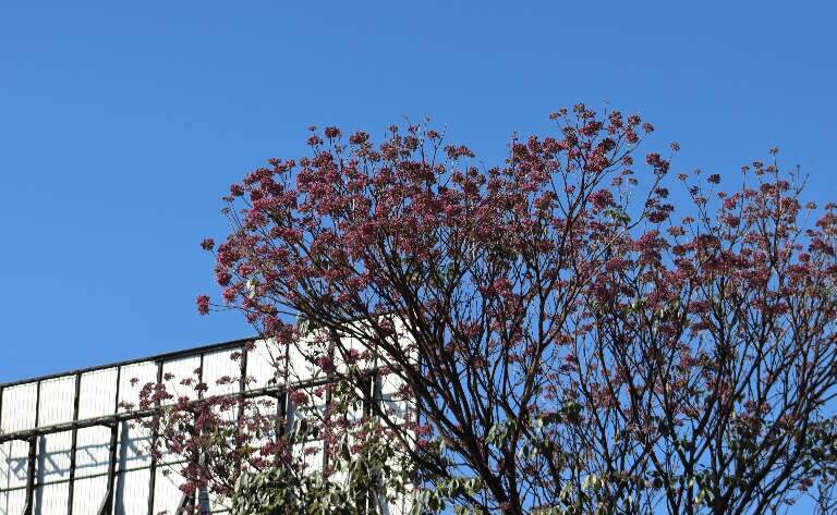 Campo Grande News