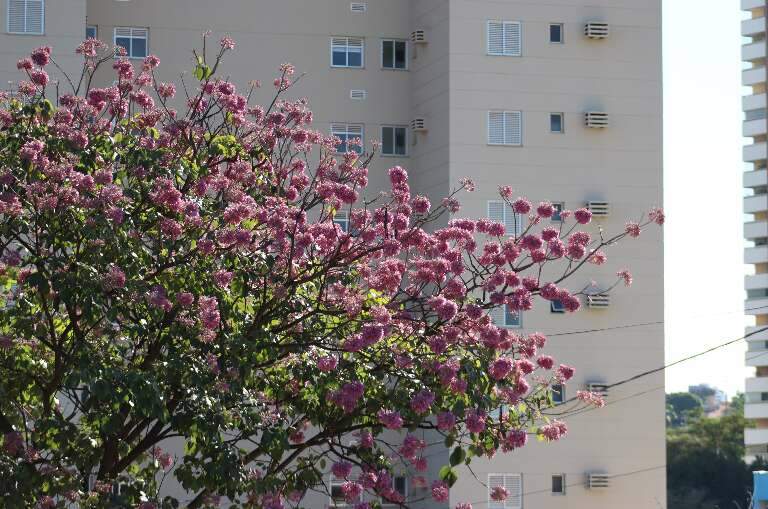Campo Grande News