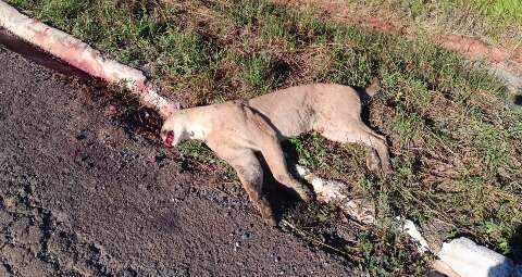 On&ccedil;a parda &eacute; encontrada morta em rodovia, problema cr&ocirc;nico em MS