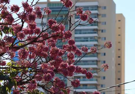 Queda de temperatura antecipa florada de ip&ecirc;s e transforma cen&aacute;rio urbano 
