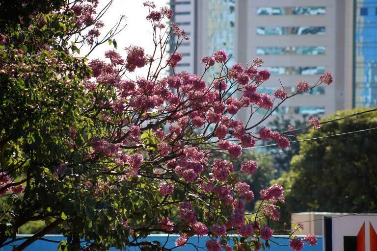 Campo Grande News