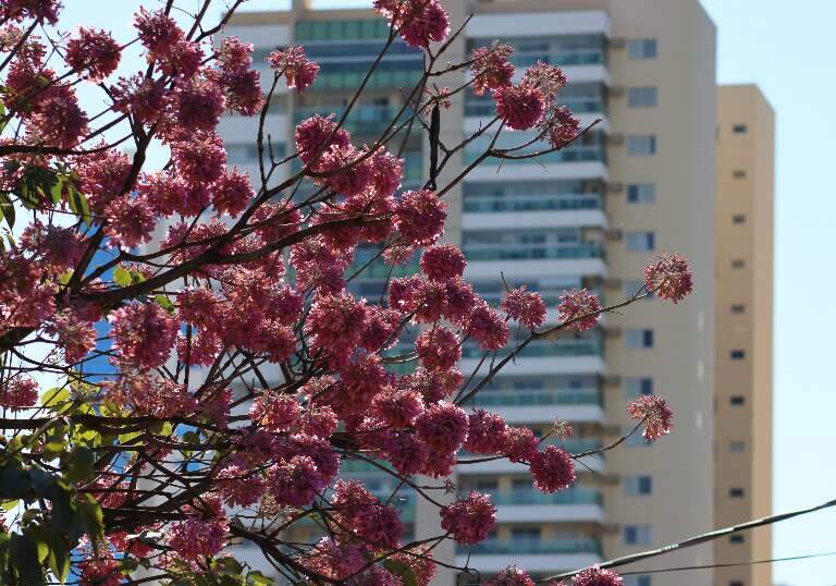 Campo Grande News