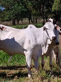 Suspeito de furtar e remarcar gado &eacute; preso com dinheiro e muni&ccedil;&otilde;es