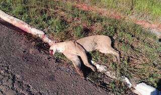 On&ccedil;a parda &eacute; encontrada morta em rodovia, problema cr&ocirc;nico em MS