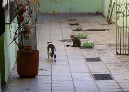 Im&oacute;veis desocupados acumulam gatos abandonados e reclama&ccedil;&otilde;es em &aacute;rea comercial