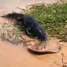 Pescadores registram embate raro entre jacar&eacute; e arraia no Rio Taquari