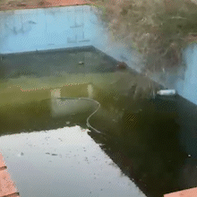 Vizinhos denunciam riscos &agrave; sa&uacute;de causados por casa abandonada