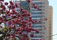 Queda de temperatura antecipa florada de ipês e transforma cenário urbano 