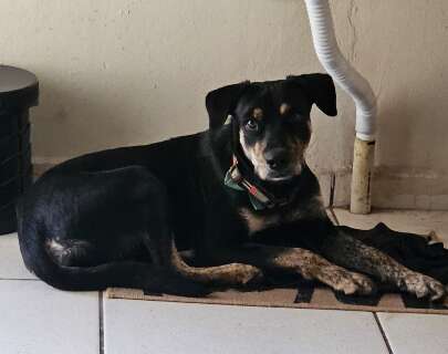 Acolhido por jovem ap&oacute;s caminhada, c&atilde;ozinho precisa de uma fam&iacute;lia at&eacute; domingo