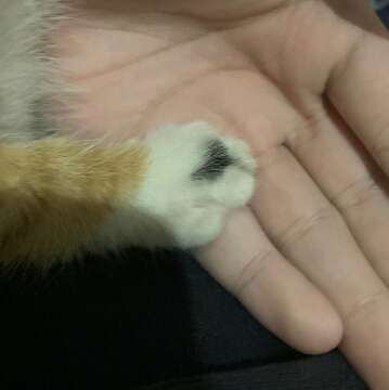 Com mancha em forma de coração na pata, gatinha tricolor desaparece no Tijuca