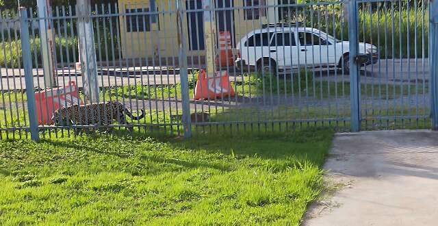 PMA faz ronda noturna na tentativa de afastar onças da área urbana de Corumbá