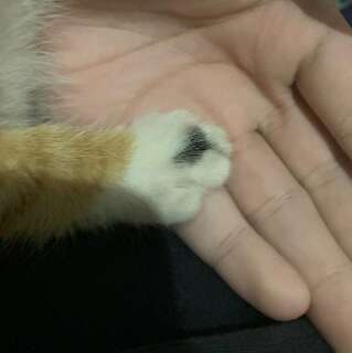 Com mancha em forma de cora&ccedil;&atilde;o na pata, gatinha tricolor desaparece no Tijuca