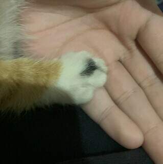 Com mancha em forma de cora&ccedil;&atilde;o na pata, gatinha tricolor desaparece no Tijuca