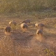 ONG mostra, no Dia dos Namorados, que at&eacute; o tatu-bola corre atr&aacute;s do amor