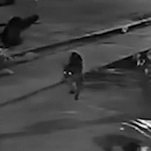PMA faz ronda noturna na tentativa de afastar on&ccedil;as da &aacute;rea urbana de Corumb&aacute;