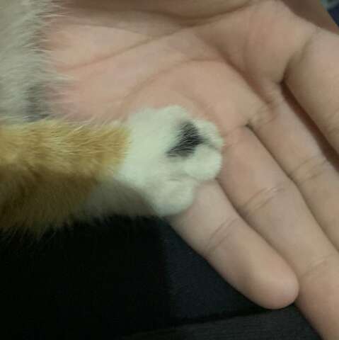 Com mancha em forma de cora&ccedil;&atilde;o na pata, gatinha tricolor desaparece no Tijuca