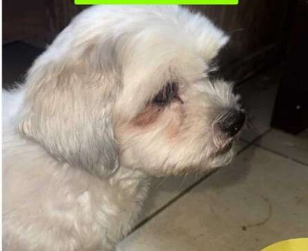 Procura-se Lalinha, lhasa apso desaparecida na Vila Gl&oacute;ria