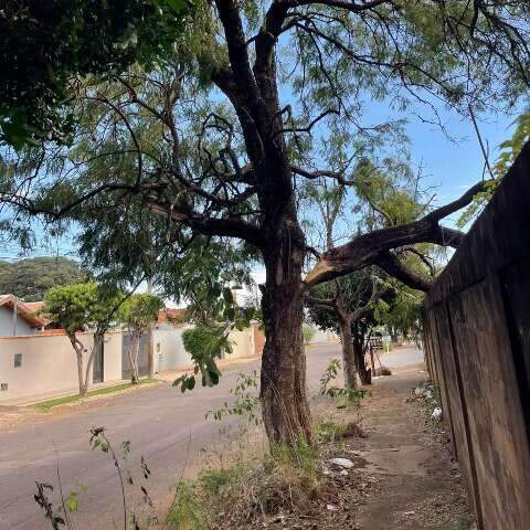 Galho despenca e aumenta medo de queda de &aacute;rvore no Jardim Im&aacute;