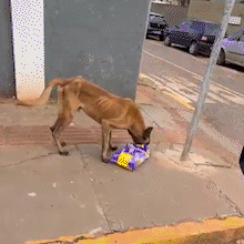 C&atilde;es famintos fogem de casa e assustam vizinhan&ccedil;a na regi&atilde;o central
