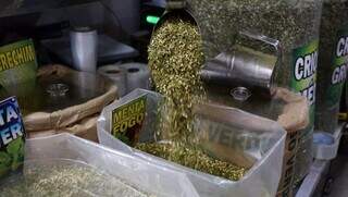 Mudan&ccedil;a clim&aacute;tica pode reduzir em 80% &aacute;rea prop&iacute;cia ao cultivo da erva-mate