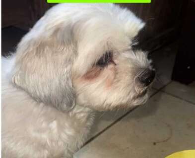 Procura-se Lalinha, lhasa apso desaparecida na Vila Gl&oacute;ria