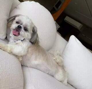 Você viu a Jolie? Cachorra idosa está desaparecida desde sábado Você viu a Jolie? Cachorra idosa está desaparecida desde sábado