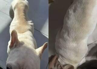 Canabidiol melhora qualidade de vida de bulldog com c&acirc;ncer terminal
