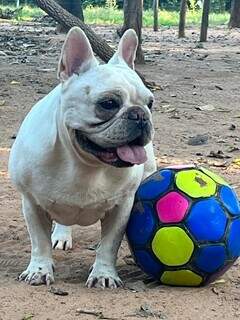 Canabidiol melhora qualidade de vida de bulldog com c&acirc;ncer terminal