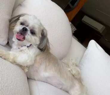 Voc&ecirc; viu a Jolie? Cachorra idosa est&aacute; desaparecida desde s&aacute;bado