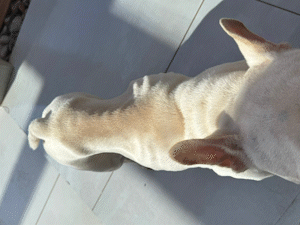 Canabidiol melhora qualidade de vida de bulldog com c&acirc;ncer terminal