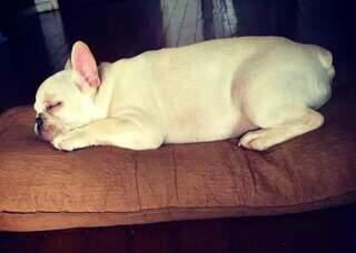 Canabidiol melhora qualidade de vida de bulldog com c&acirc;ncer terminal