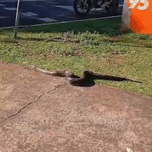 Cobra para tr&acirc;nsito e ganha &quot;escolta&quot; de pedestres no Lago do Amor