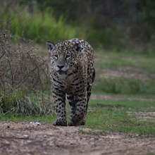 On&ccedil;a-pintada Aracy volta a ser vista em saf&aacute;ri e surpreende com esturros altos