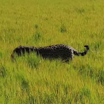 Filhote de on&ccedil;a-pintada aparece pela 1&ordf; vez em v&iacute;deo feito no Pantanal