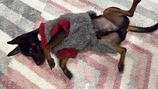 Família procura Pitoco, pinscher levado por condutor de carro na Av. Brilhante Família procura Pitoco, pinscher levado por condutor de carro na Av. Brilhante