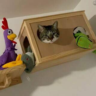 Como criar espa&ccedil;os para gatos escalarem sem quebrar objetos