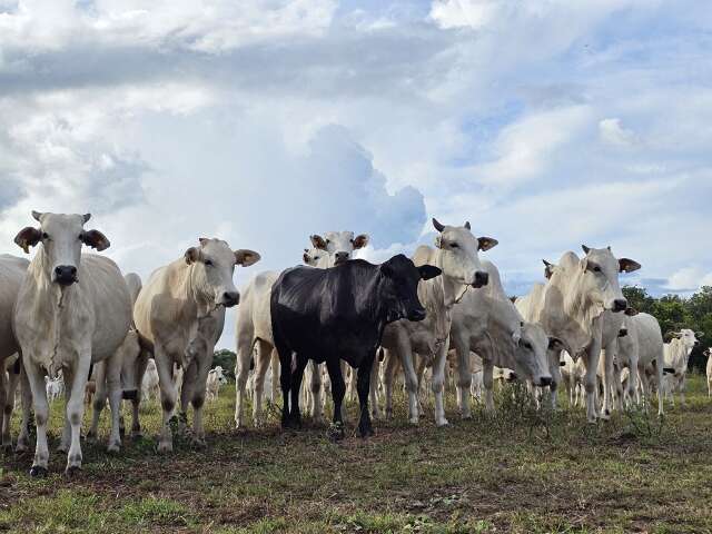 Tr&acirc;nsito de gado entre MS e demais estados est&aacute; liberado ap&oacute;s certifica&ccedil;&atilde;o