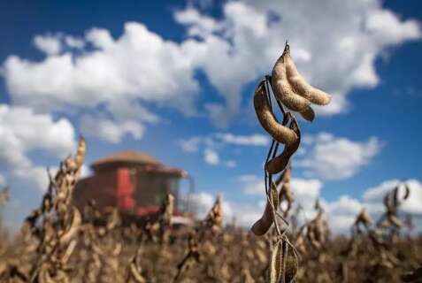 MS tem 4,3 milh&otilde;es de hectares degradados que poderiam gerar R$ 168 bilh&otilde;es