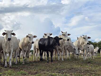 Tr&acirc;nsito de gado entre MS e demais estados est&aacute; liberado ap&oacute;s certifica&ccedil;&atilde;o