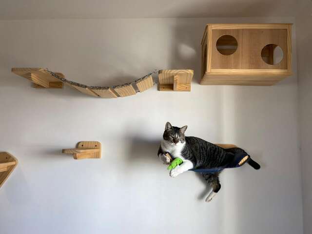 Como criar espa&ccedil;os para gatos escalarem sem quebrar objetos