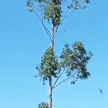 On&ccedil;a-parda escala eucalipto em fazenda de MS e impressiona produtor: &ldquo;cena rara&rdquo;