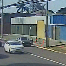 Fam&iacute;lia procura Pitoco, pinscher levado por condutor de carro na Av. Brilhante