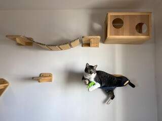 Como criar espaços para gatos escalarem sem quebrar objetos Como criar espaços para gatos escalarem sem quebrar objetos