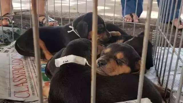 Tatuagens e piercings em c&atilde;es e gatos agora &eacute; crime ambiental