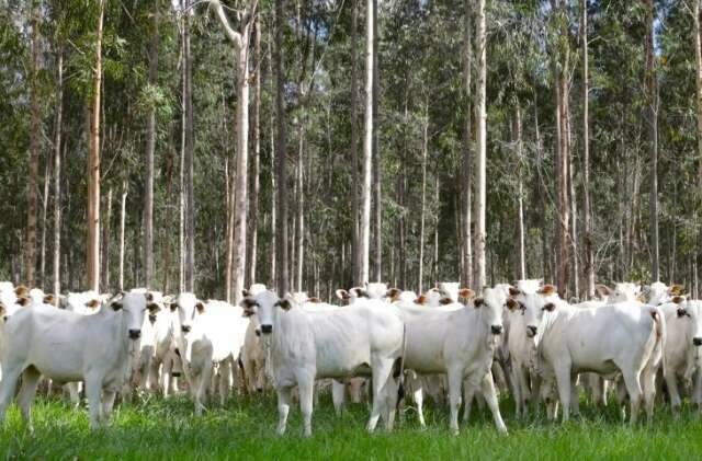 Com aval de &aacute;rea livre de aftosa, MS refor&ccedil;a regras para tr&acirc;nsito de animais