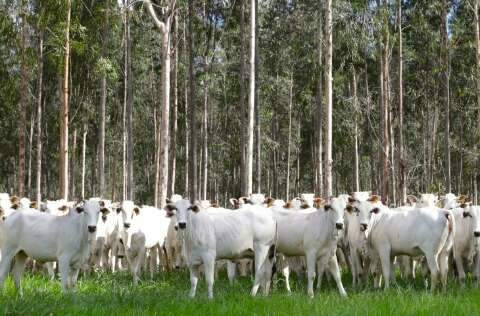 Com aval de &aacute;rea livre de aftosa, MS refor&ccedil;a regras para tr&acirc;nsito de animais