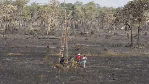 Pantanal tem maior propor&ccedil;&atilde;o de &aacute;rea queimada do Brasil em 2024