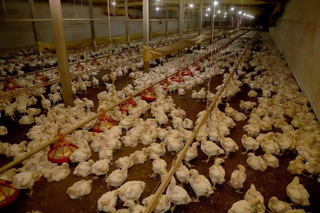 Brasil se declara novamente livre da gripe avi&aacute;ria ap&oacute;s fim do vazio sanit&aacute;rio