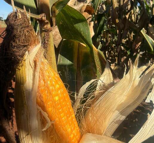 Milho j&aacute; come&ccedil;ou a ser colhido, mas risco de estiagem e frio amea&ccedil;a produ&ccedil;&atilde;o