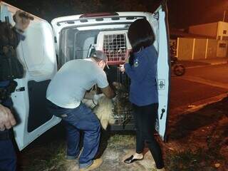 Juiz concede liberdade &agrave; servidora presa por abandonar oito c&atilde;es em casa